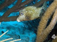 Smooth Trunkfish